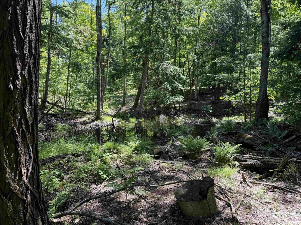 Lake Fife Lake Township, MI 49633