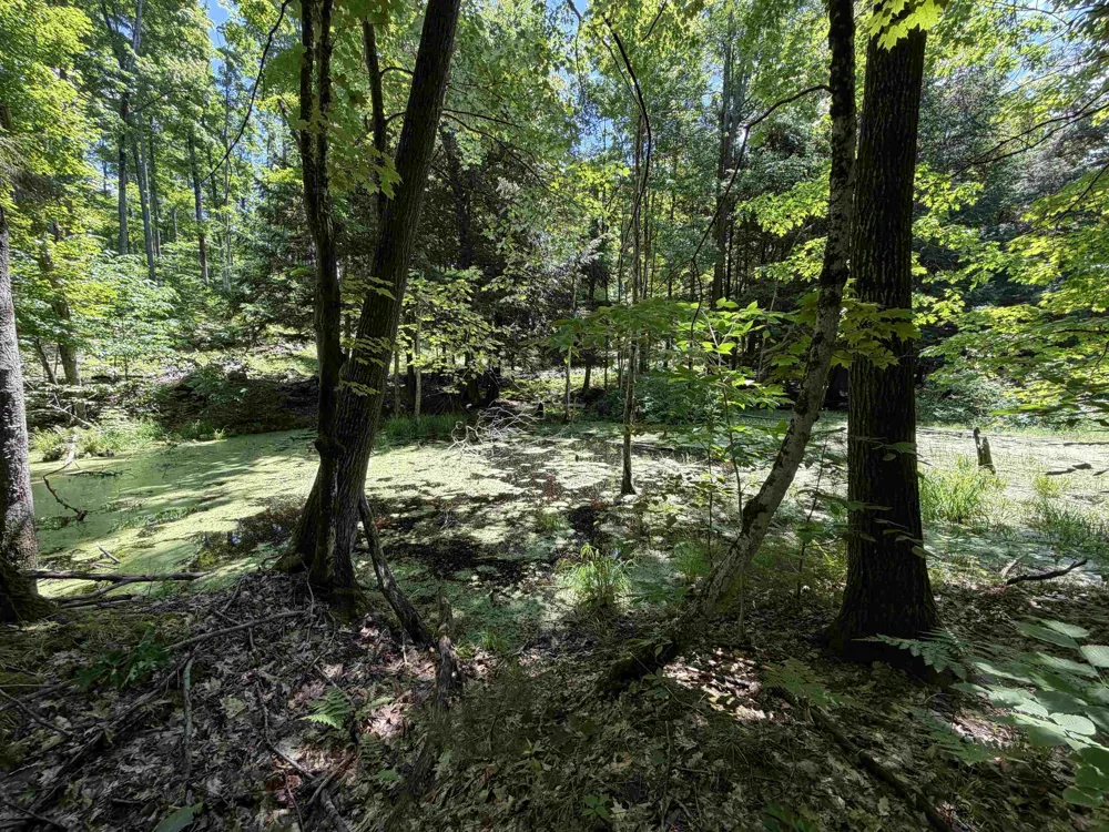Lake Fife Lake Township, MI 49633
