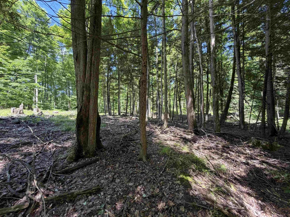 Lake Fife Lake Township, MI 49633