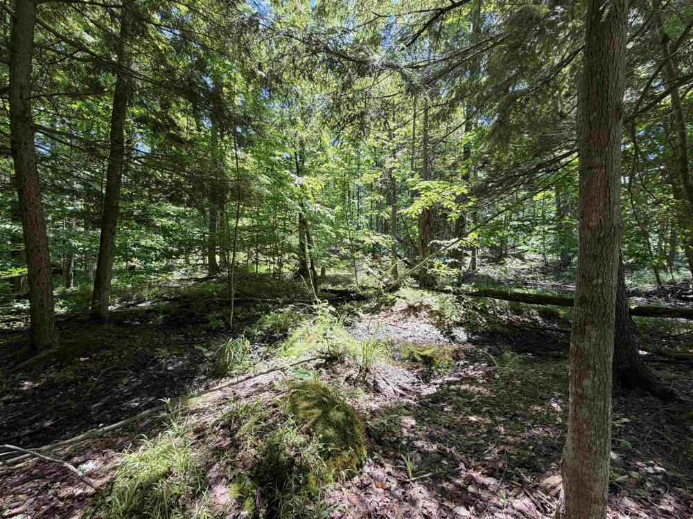 Lake Fife Lake Township, MI 49633