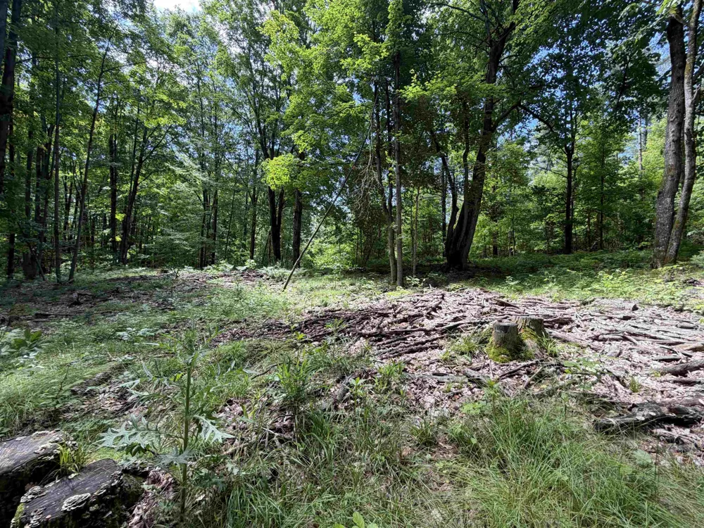 Lake Fife Lake Township, MI 49633