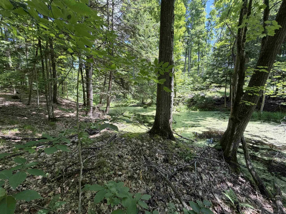 Lake Fife Lake Township, MI 49633
