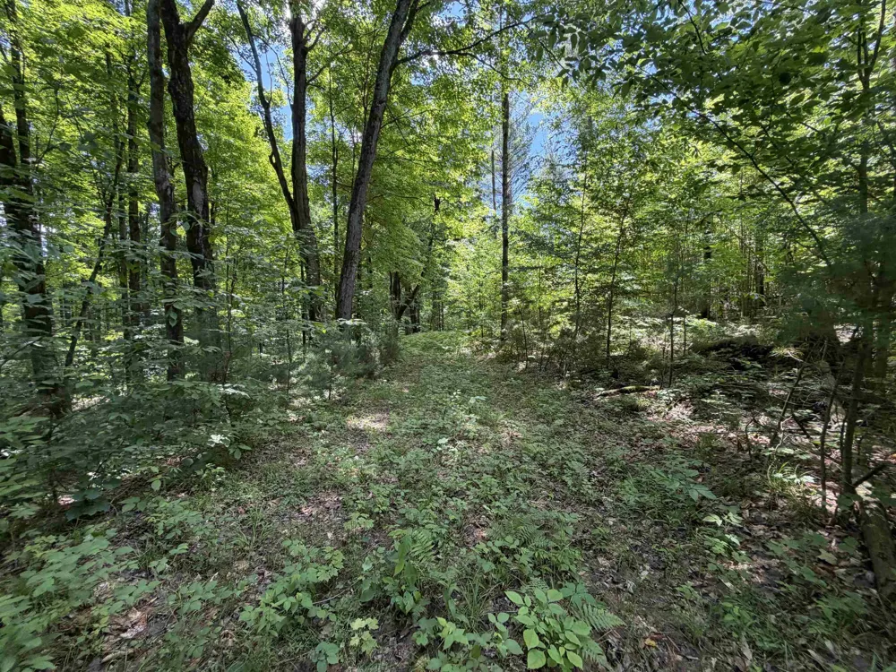 Lake Fife Lake Township, MI 49633