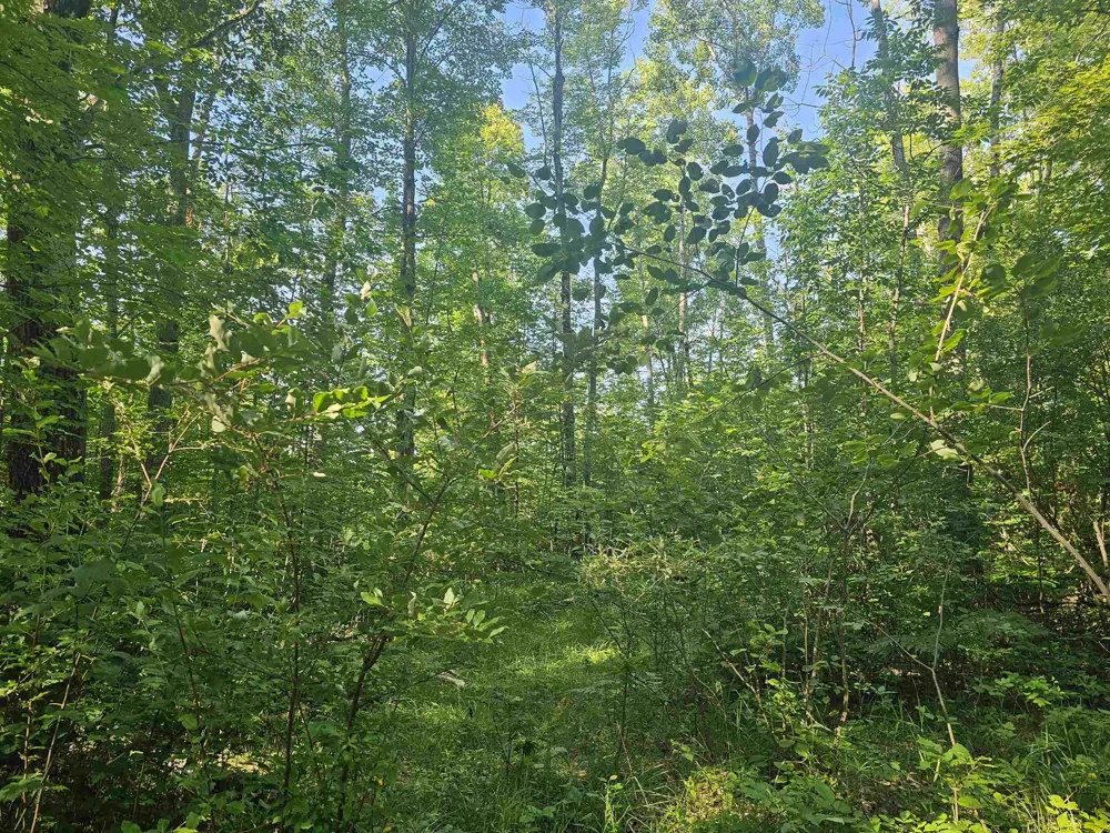 Barber Road Hill Township, MI 48739