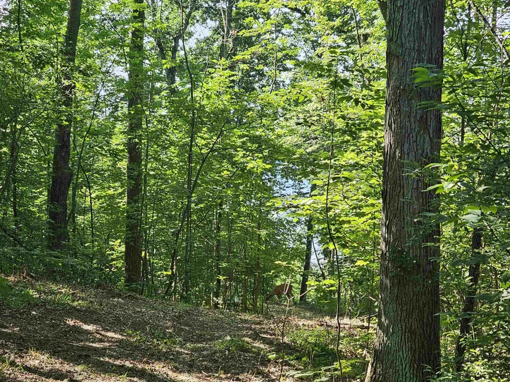 Barber Road Hill Township, MI 48739