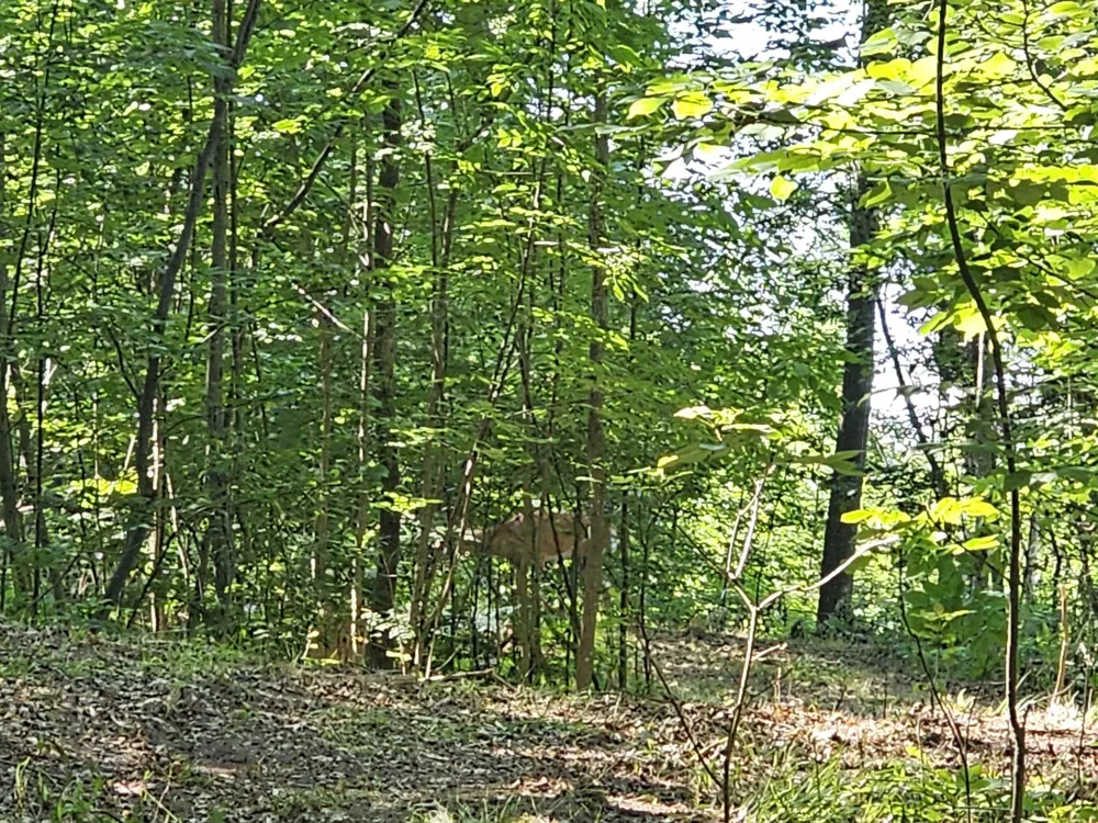 Barber Road Hill Township, MI 48739