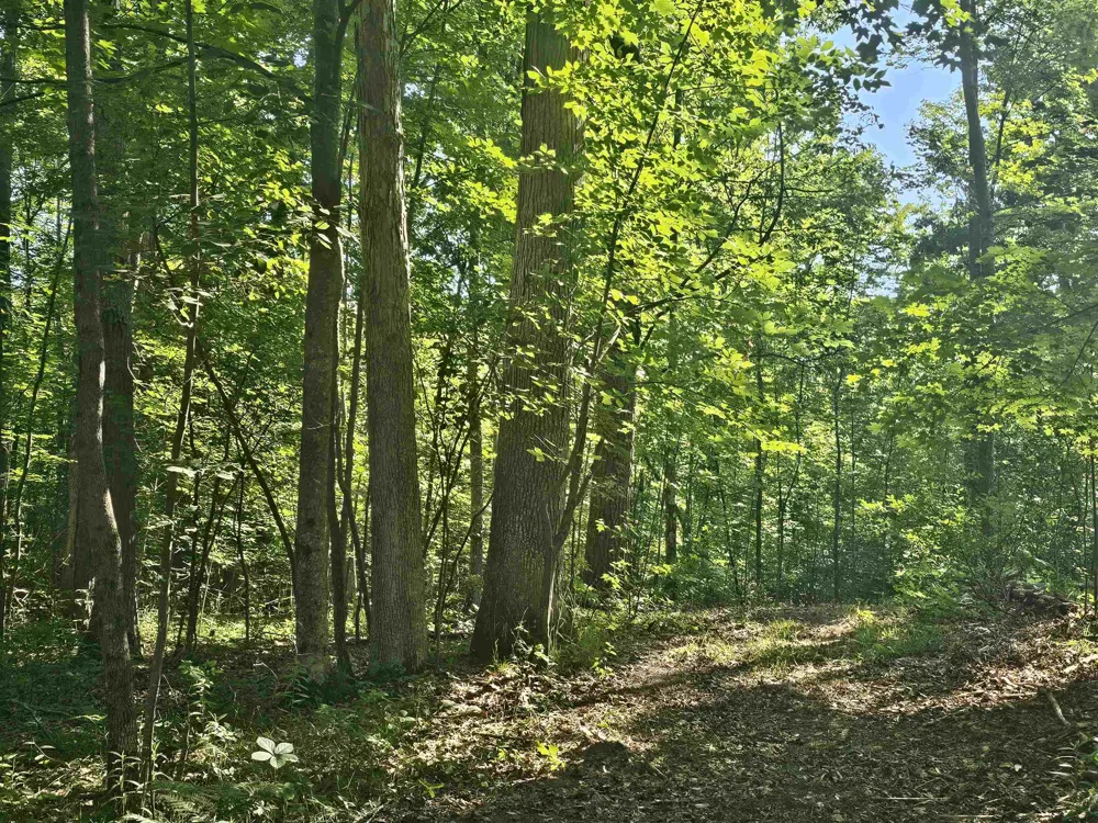 Barber Road Hill Township, MI 48739
