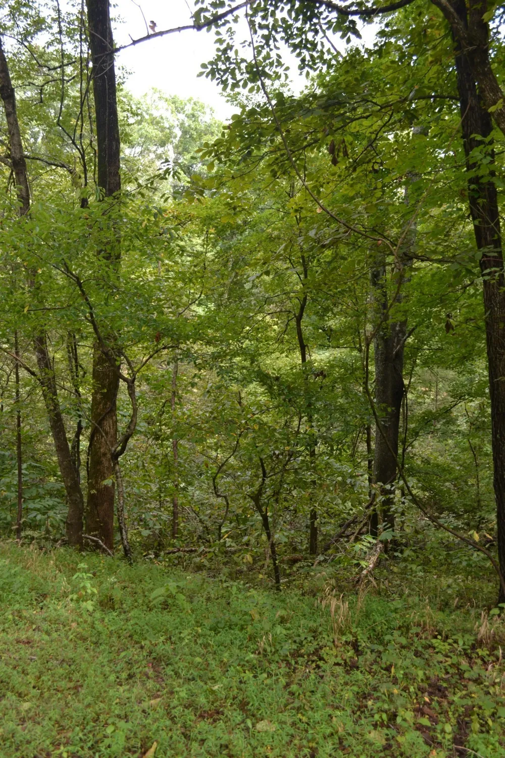 0 Pond Drive Gallatin, TN 37066