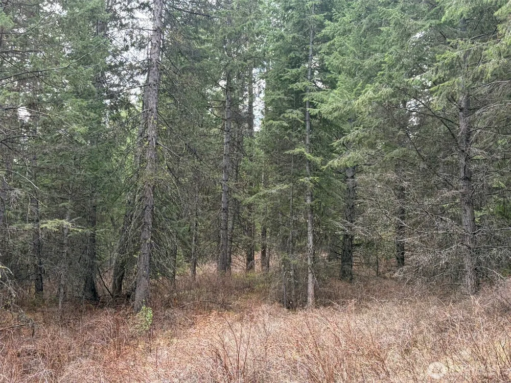 111 TBD W West Curlew Lake Road Republic, WA 99166