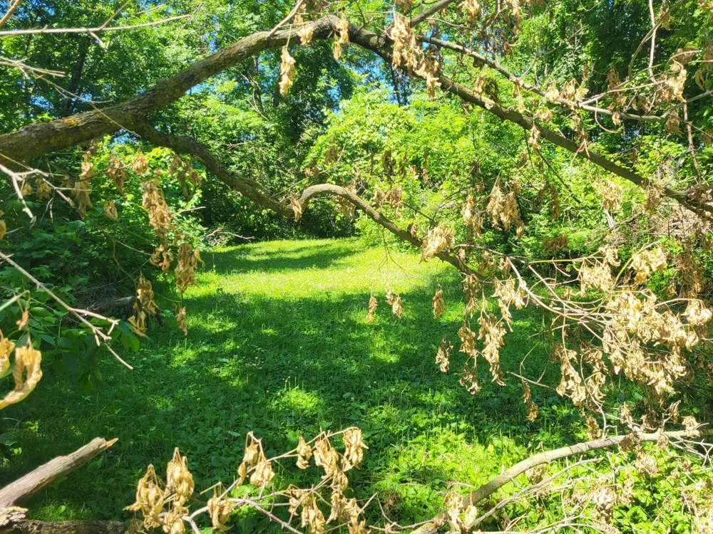 Lot 5 Big Chip Trail NW Garfield, MN 56332
