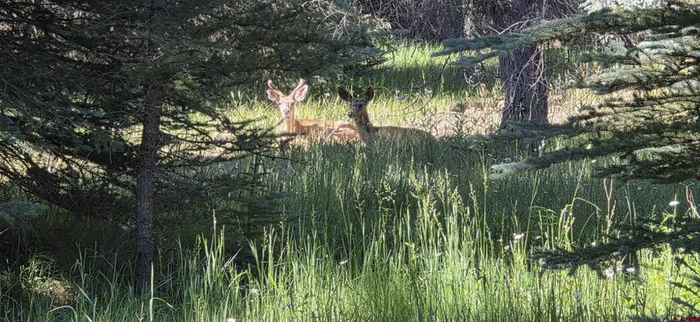 201 Golden Forest RD Bayfield, CO 81122
