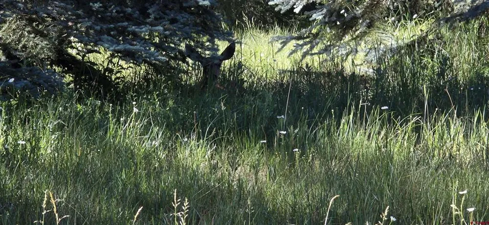201 Golden Forest RD Bayfield, CO 81122