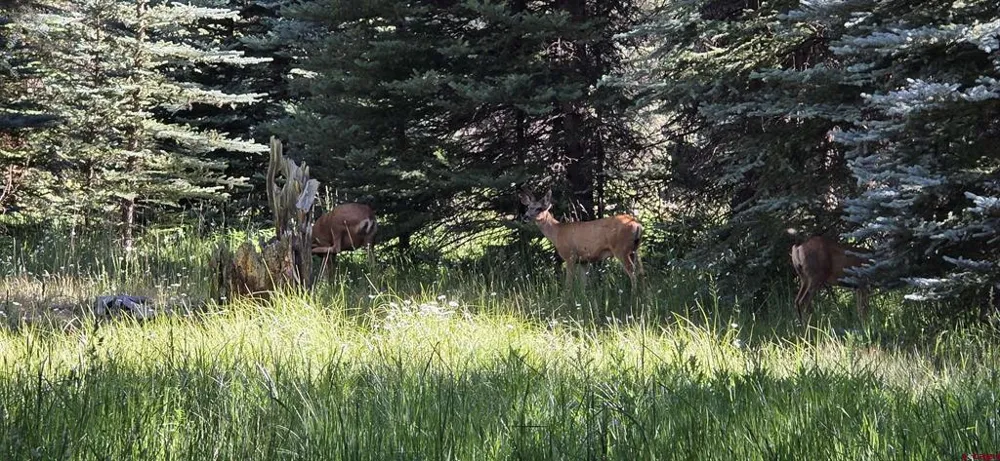201 Golden Forest RD Bayfield, CO 81122