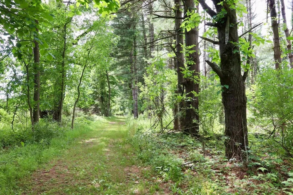 10041 Birch Drive Ferris Township, MI 48877