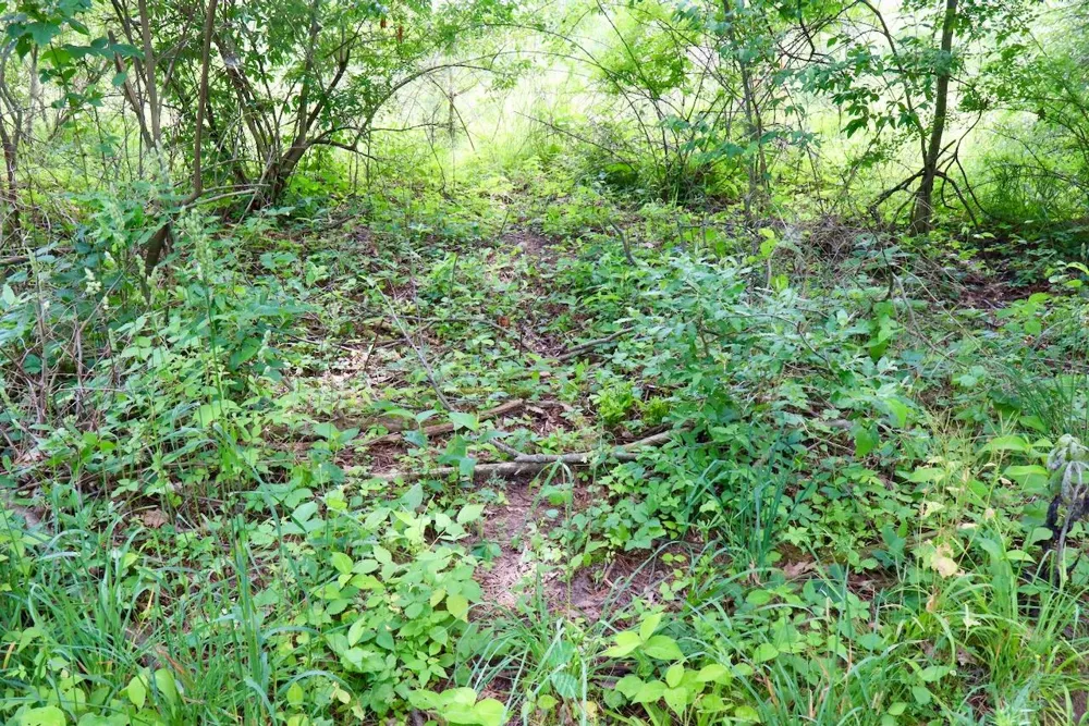 10041 Birch Drive Ferris Township, MI 48877