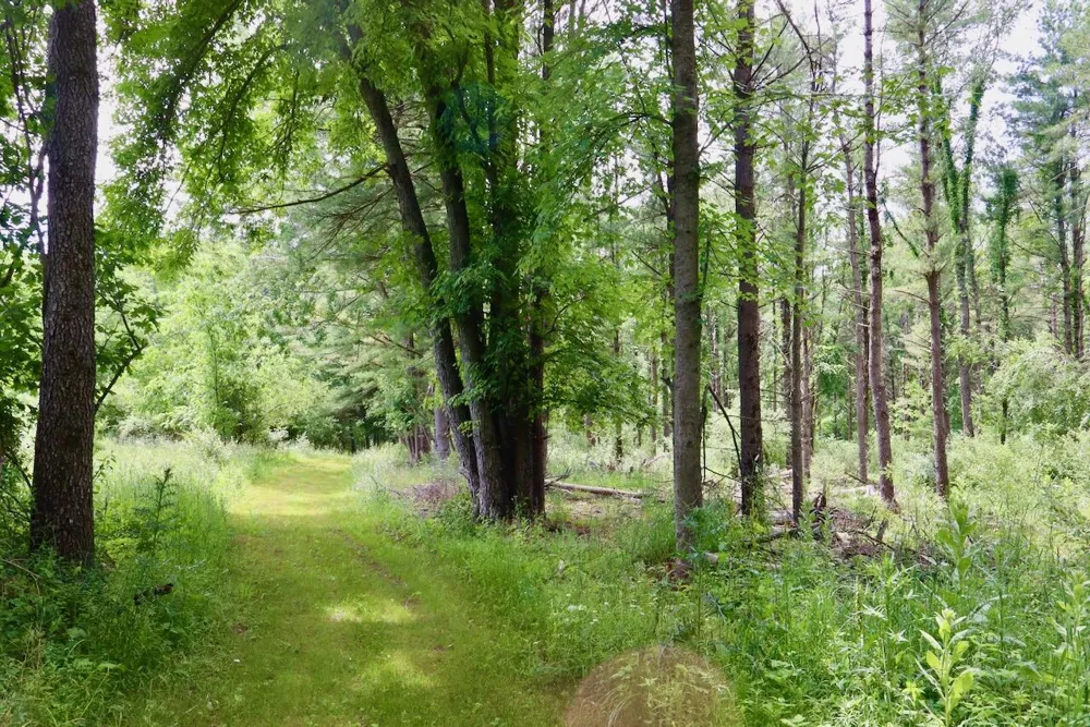10041 Birch Drive Ferris Township, MI 48877