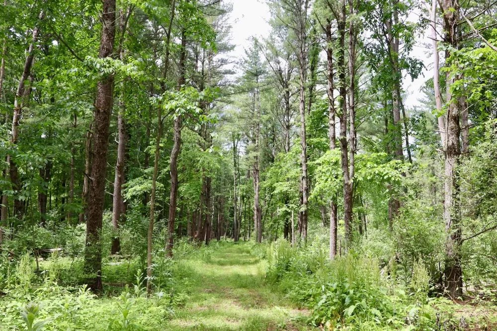 10041 Birch Drive Ferris Township, MI 48877