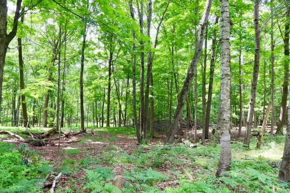 10041 Birch Drive Ferris Township, MI 48877