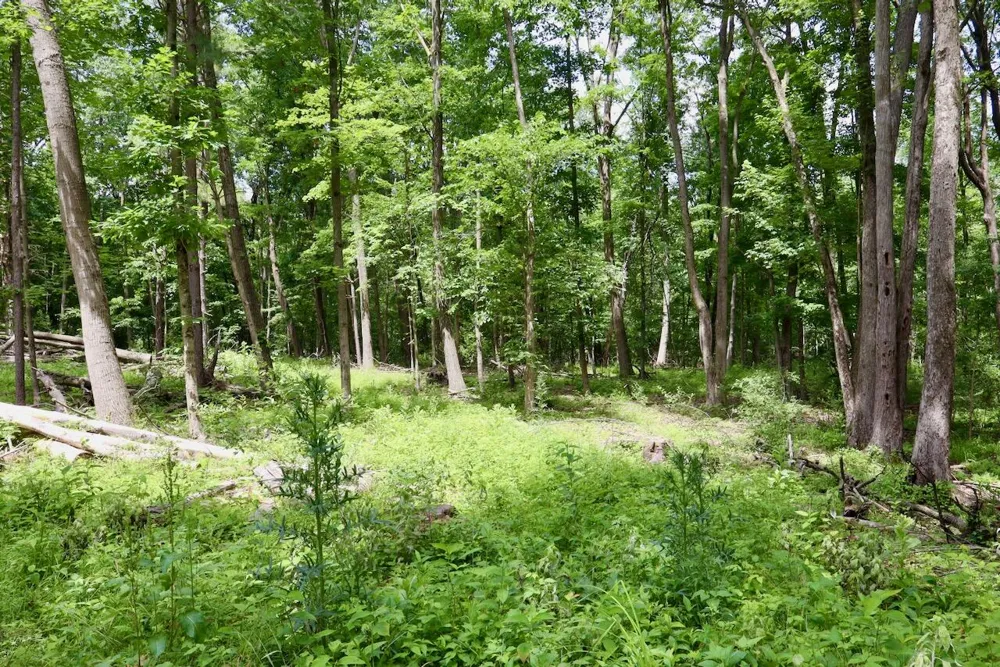 10041 Birch Drive Ferris Township, MI 48877