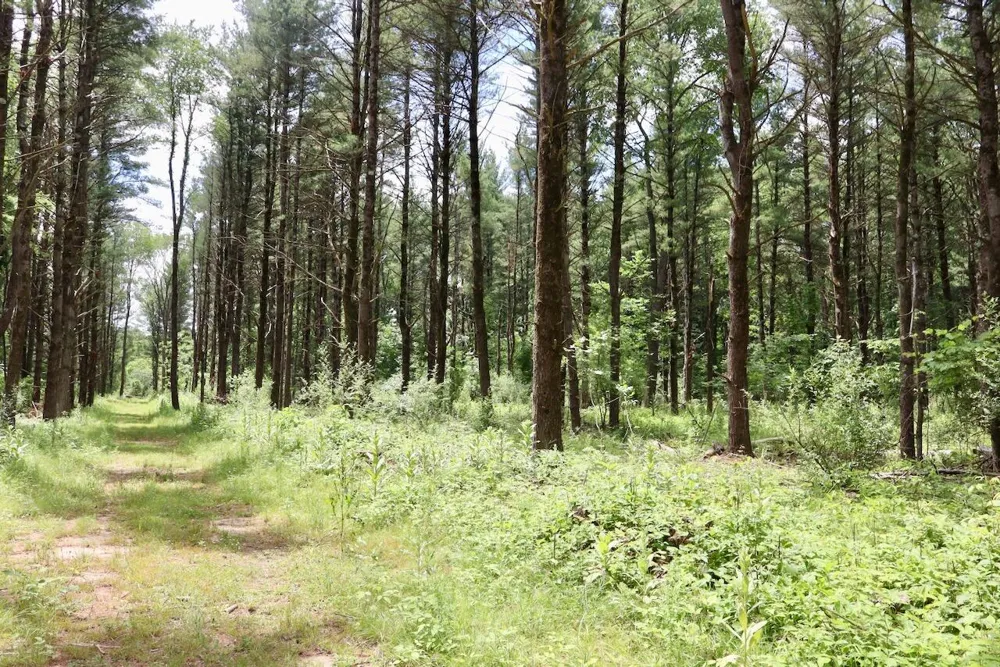 10041 Birch Drive Ferris Township, MI 48877
