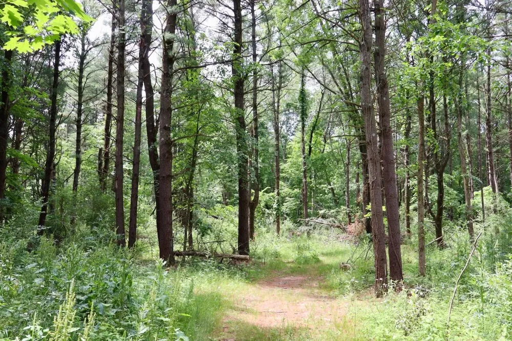 10041 Birch Drive Ferris Township, MI 48877