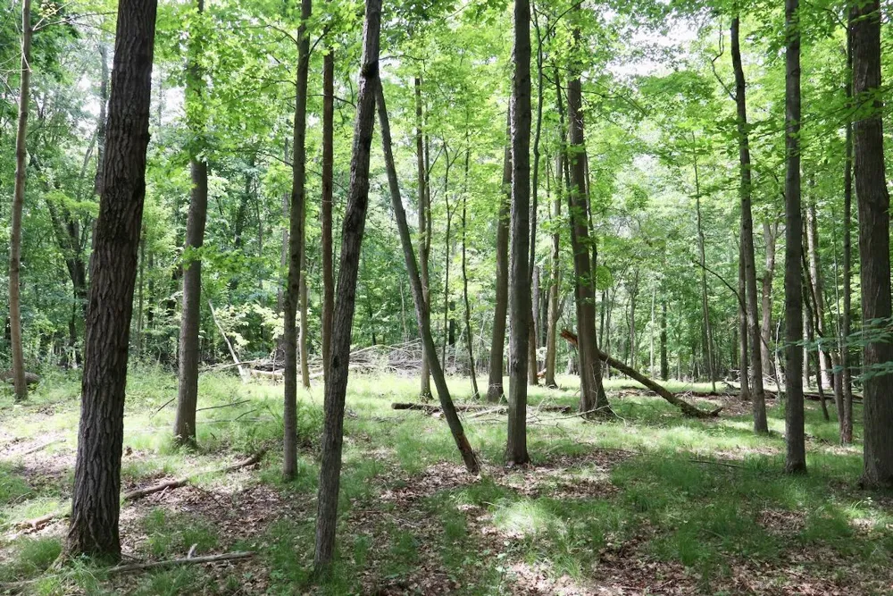 10041 Birch Drive Ferris Township, MI 48877