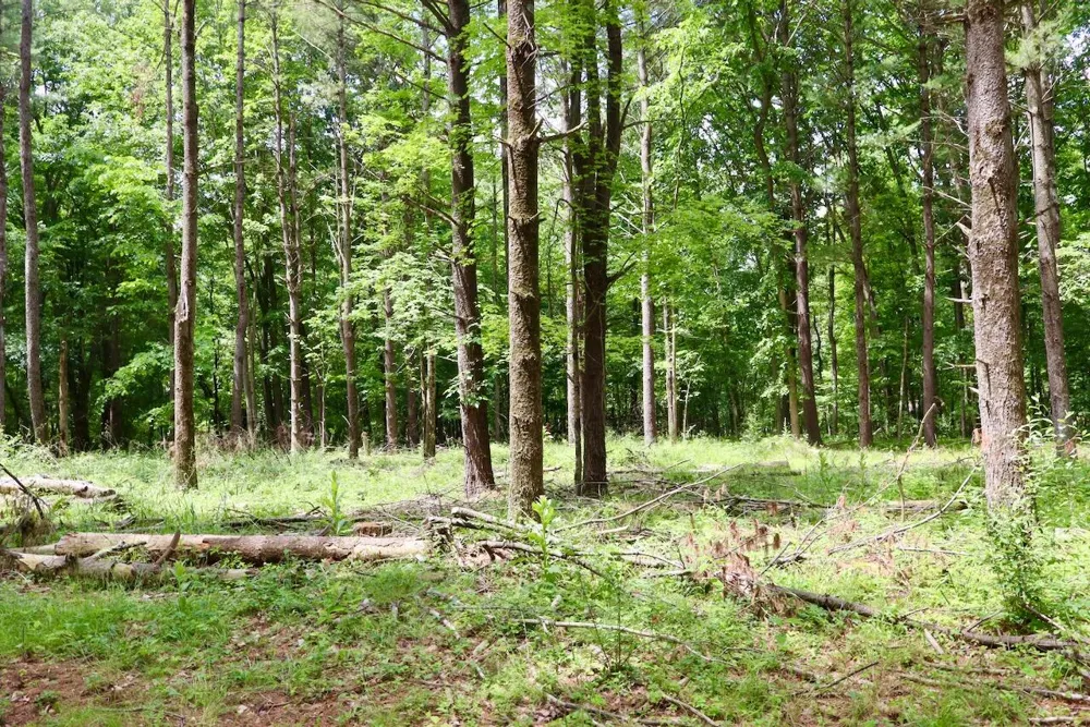 10041 Birch Drive Ferris Township, MI 48877