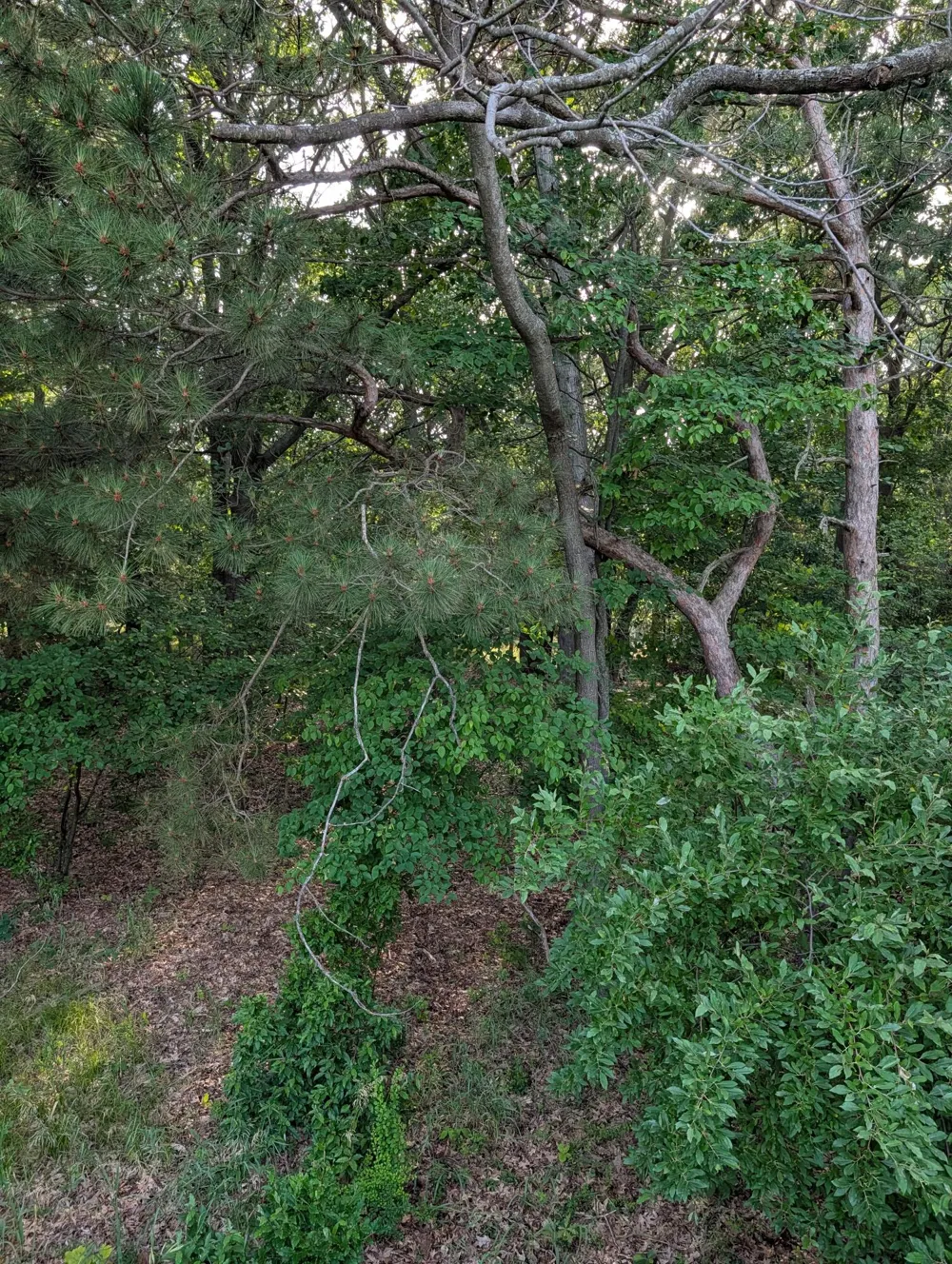 Ramona Drive #lot 14 Manistee, MI 49660