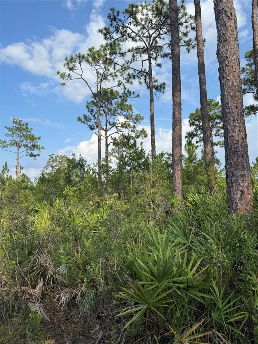 HOLOPAW GROVES ROAD #Lot 99 & 100 St Cloud, FL 34773