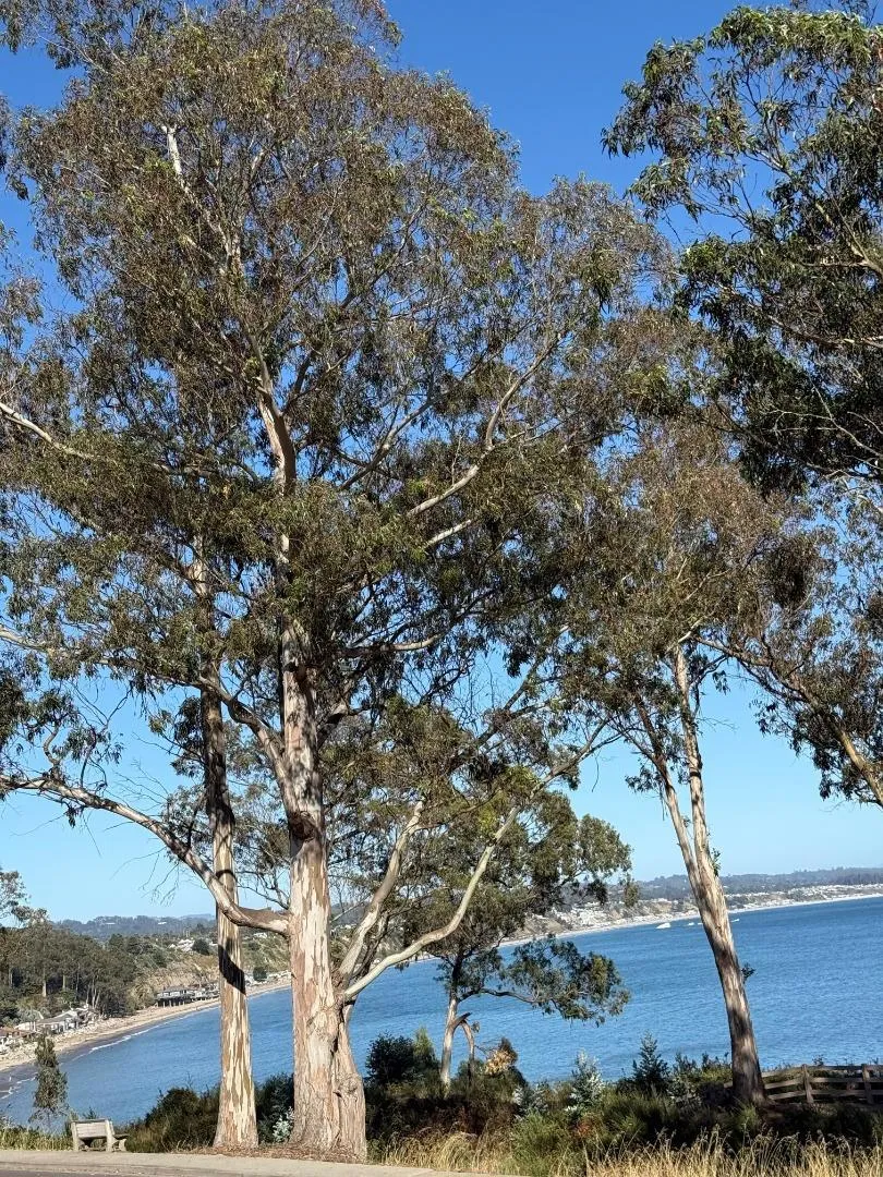 825 Balboa Avenue #205 Capitola, CA 95010