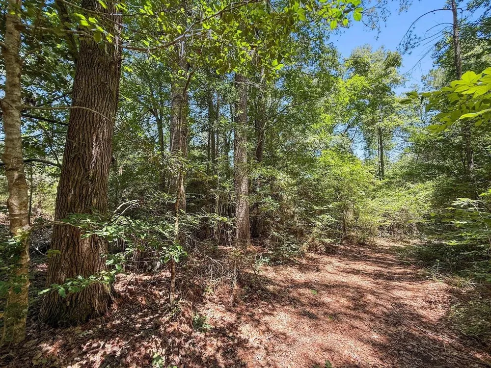 Hickman Road Burkeville, TX 75932
