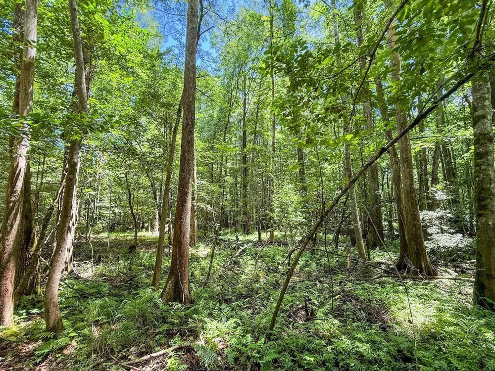 Hickman Road Burkeville, TX 75932
