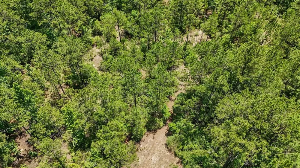 Hickman Road Burkeville, TX 75932