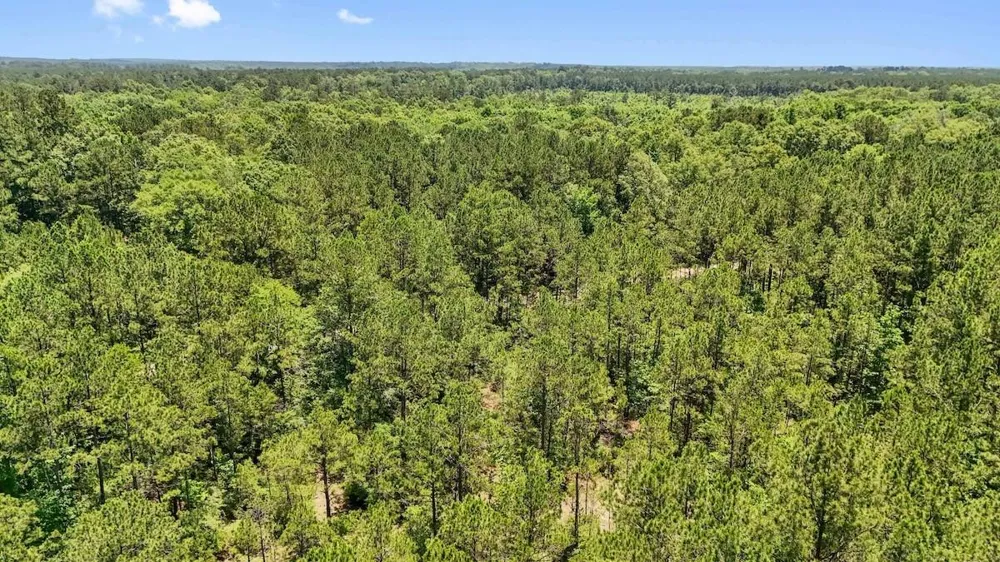 Hickman Road Burkeville, TX 75932