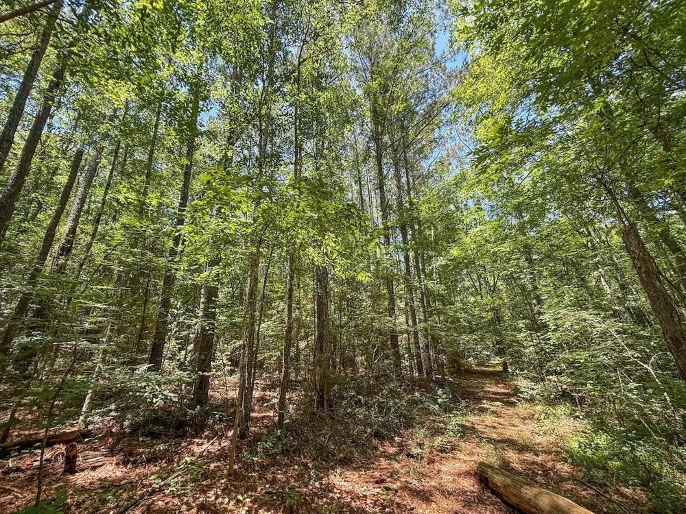Hickman Road Burkeville, TX 75932