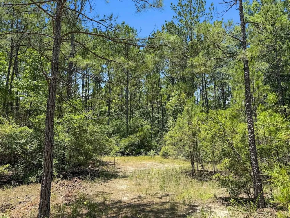 Hickman Road Burkeville, TX 75932
