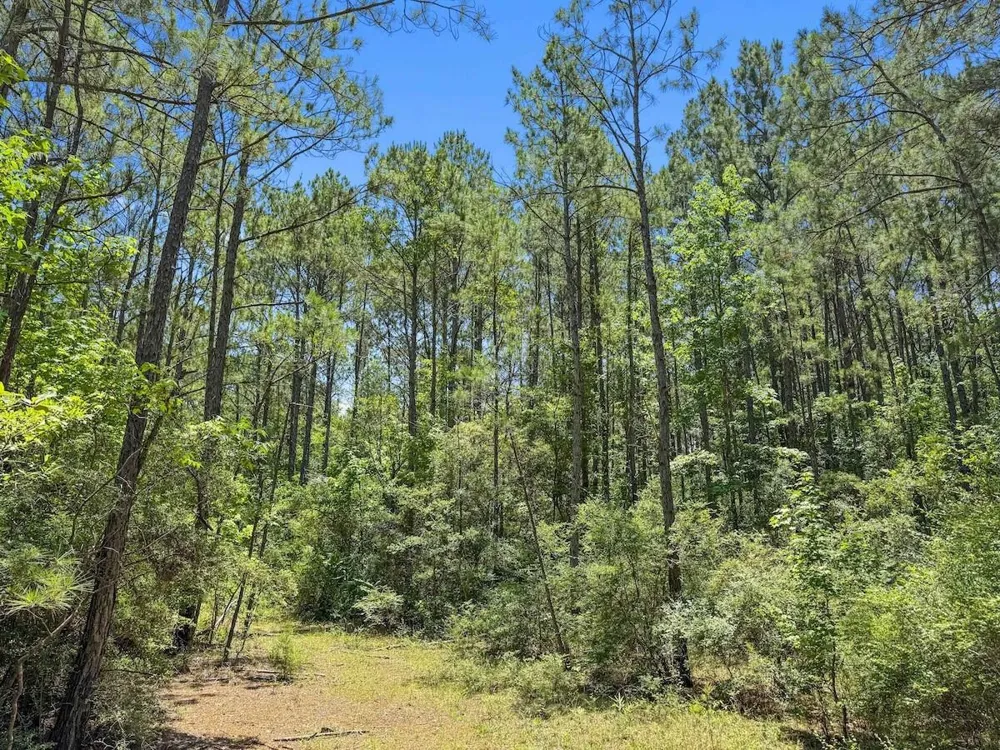 Hickman Road Burkeville, TX 75932