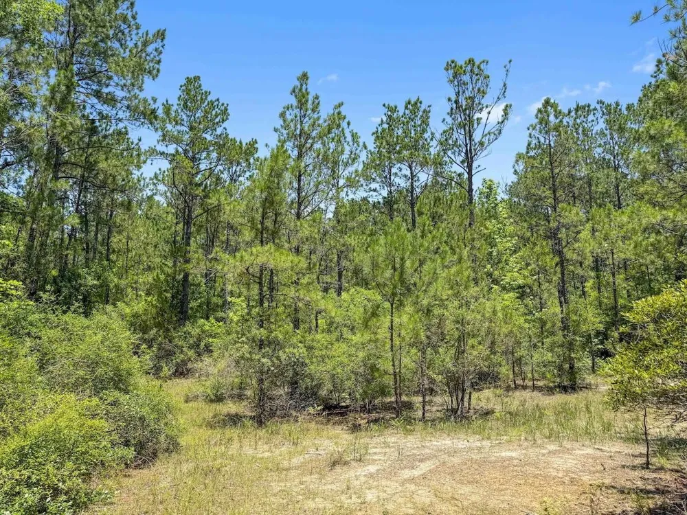 Hickman Road Burkeville, TX 75932