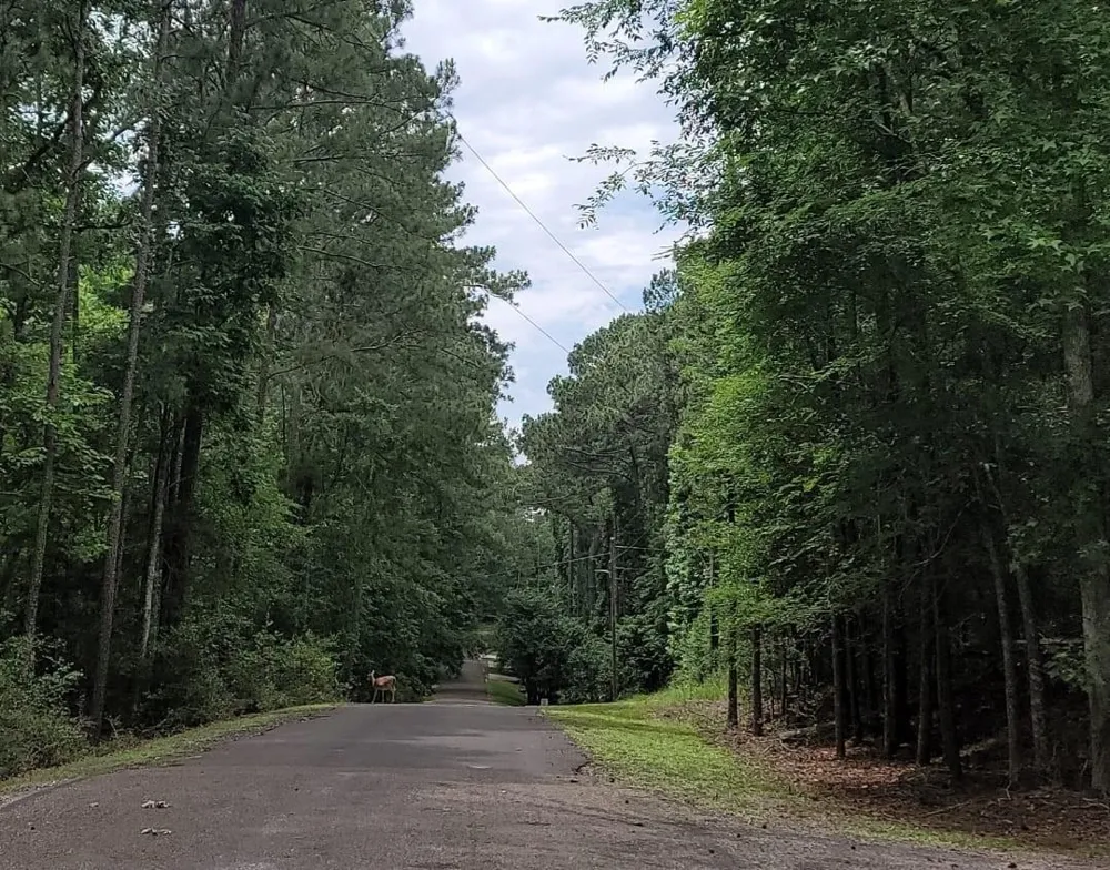 Hickory Circle Point Blank, TX 77364