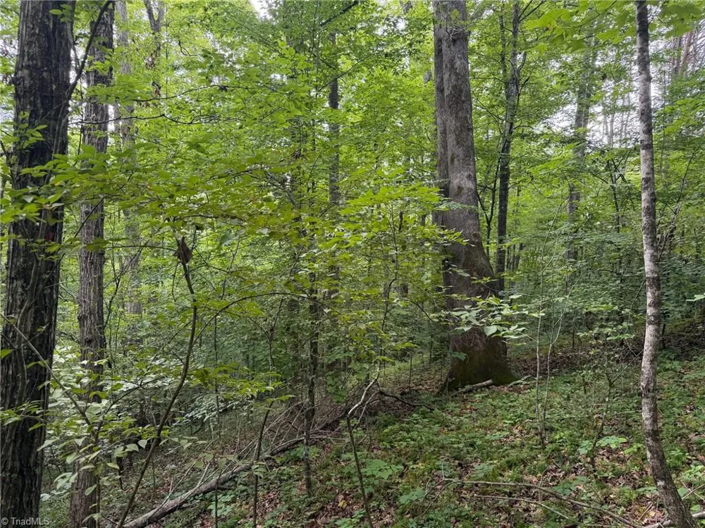 00 Lynchburg Road Westfield, NC 27053