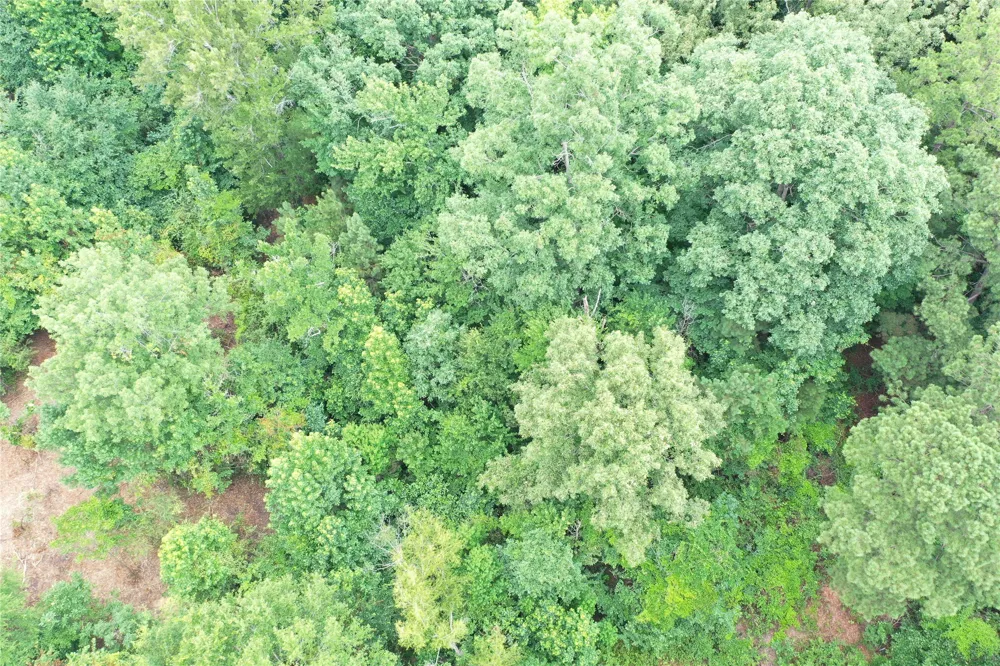 Treebark Texarkana, AR 71854