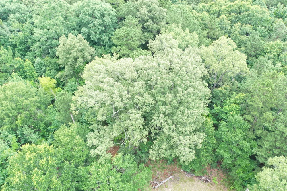 Treebark Texarkana, AR 71854