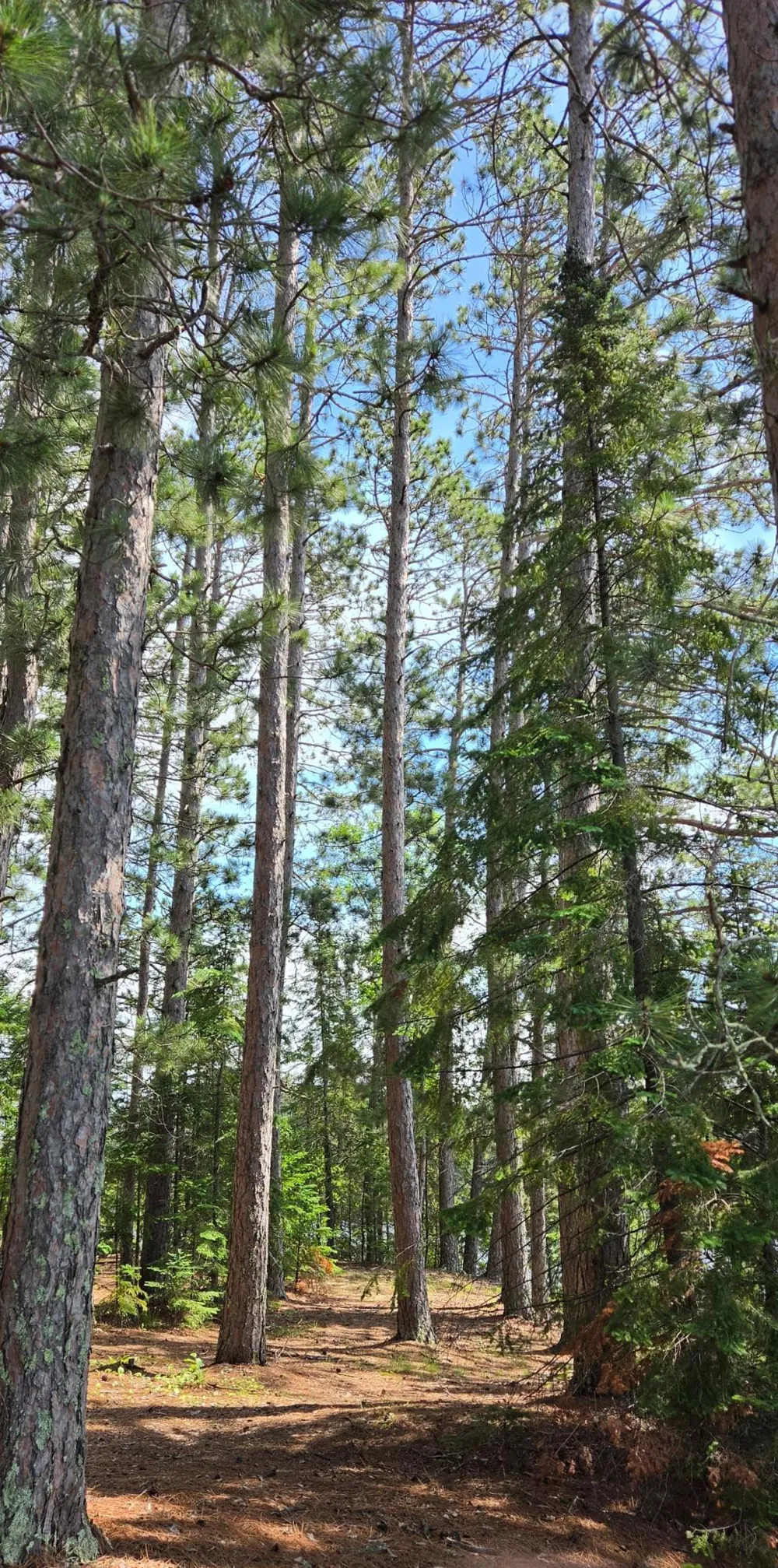51946 Wasson Lake Rd Bigfork, MN 56628