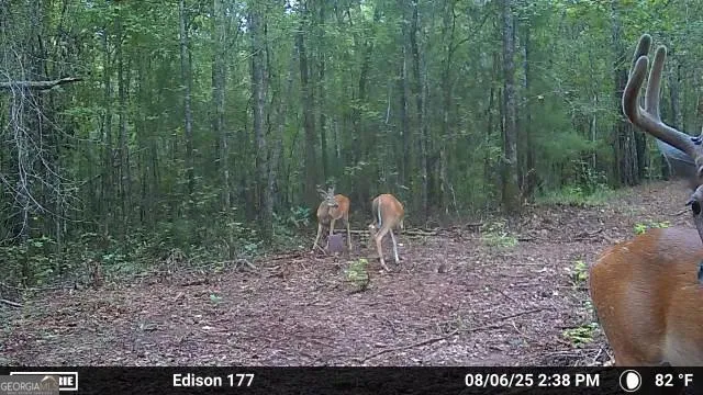 1 Fern ST Edison, GA 39846