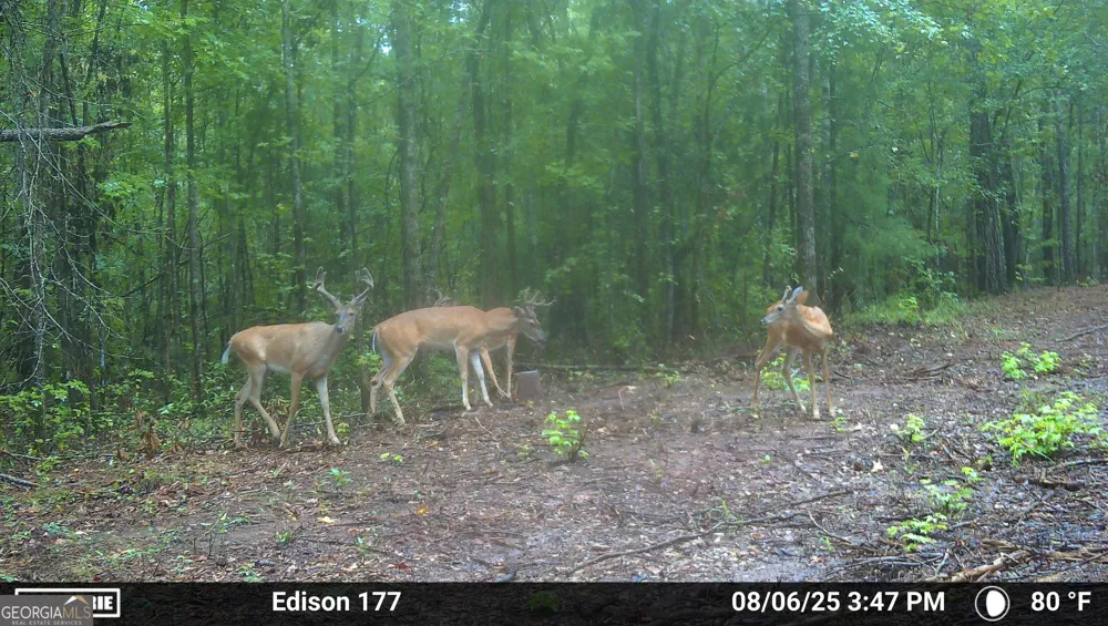 1 Fern ST Edison, GA 39846