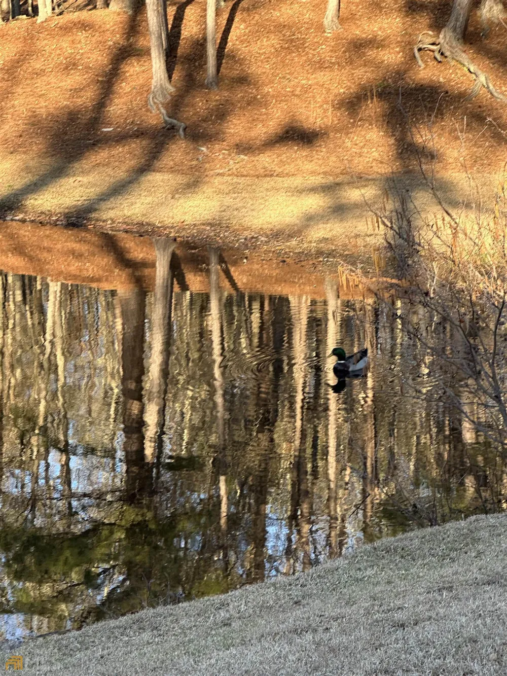LOT 1 & LOT 15 Mountain Ridge DR Waverly Hall, GA 31831