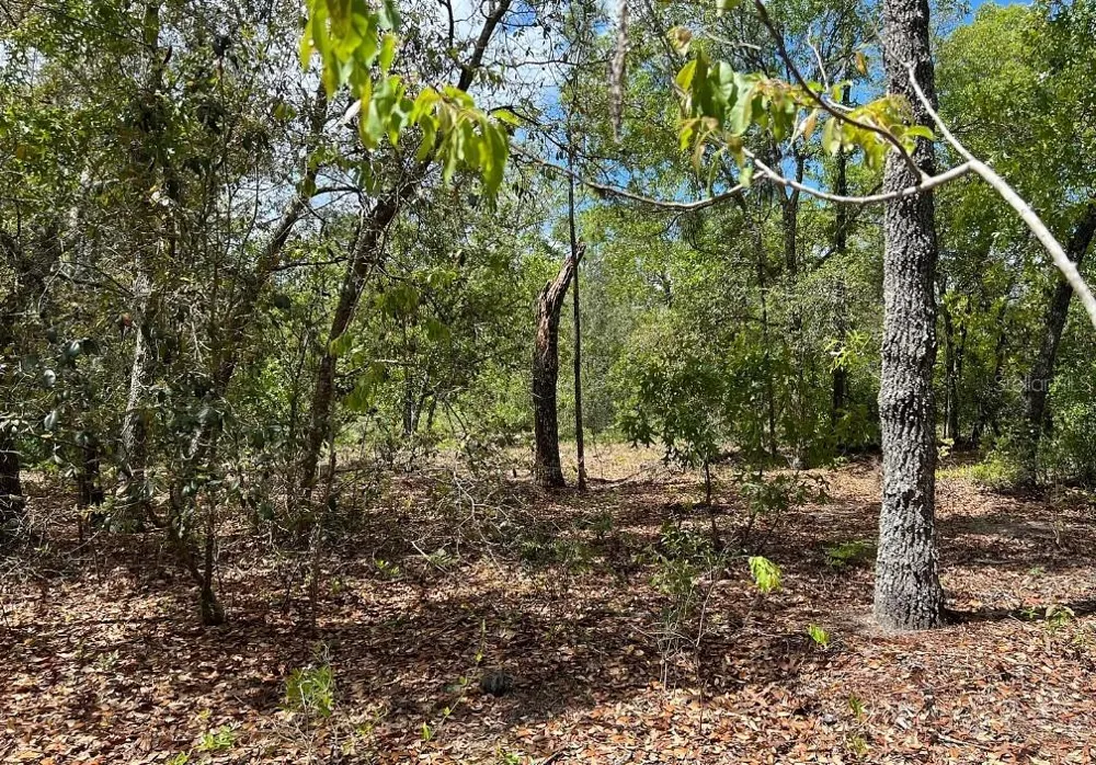 0000 LADY BUG LANE Melrose, FL 32666