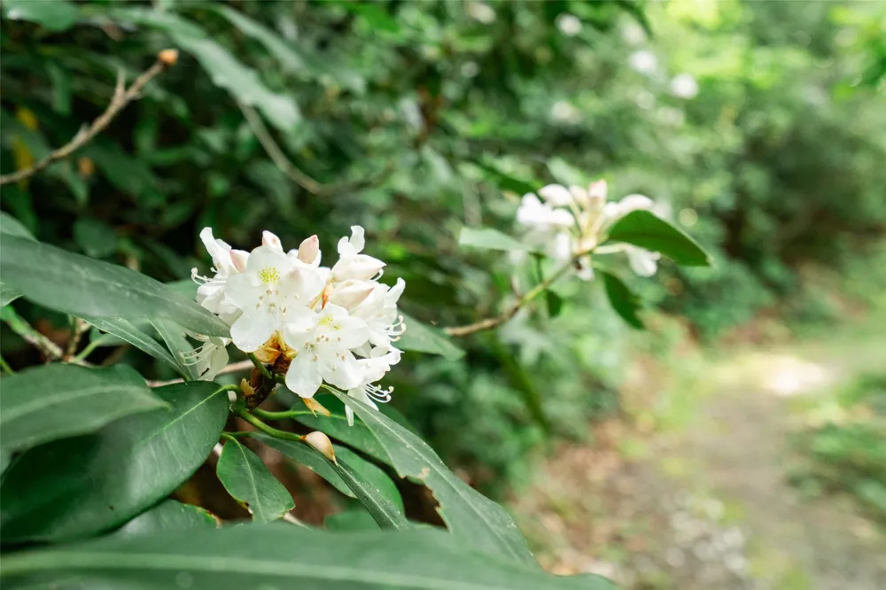 27 Cullowhee Forest rd Road Cullowhee, NC 28723