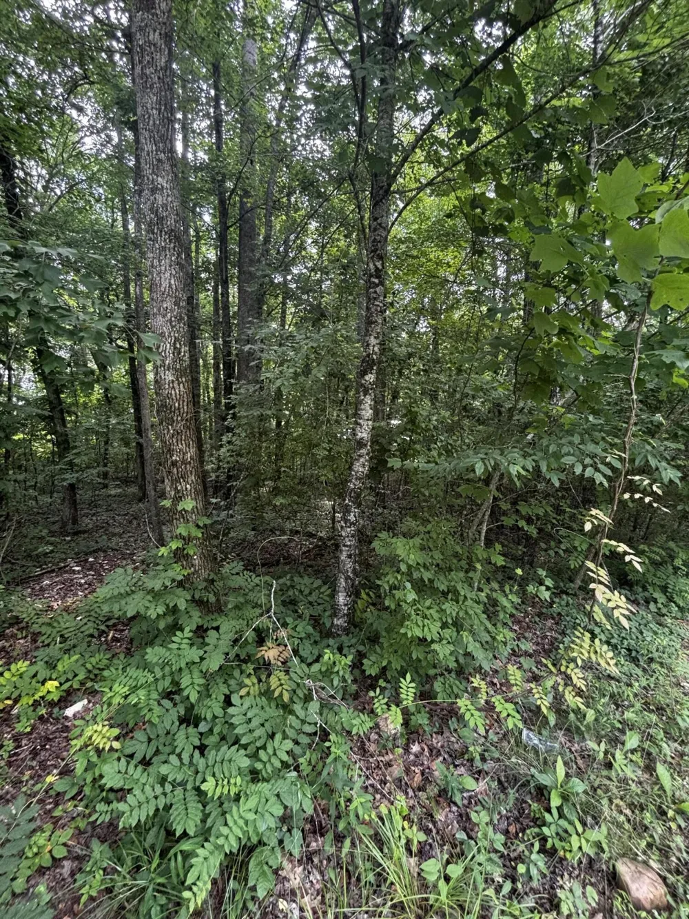 63 Sunset Bluff Way Monteagle, TN 37356