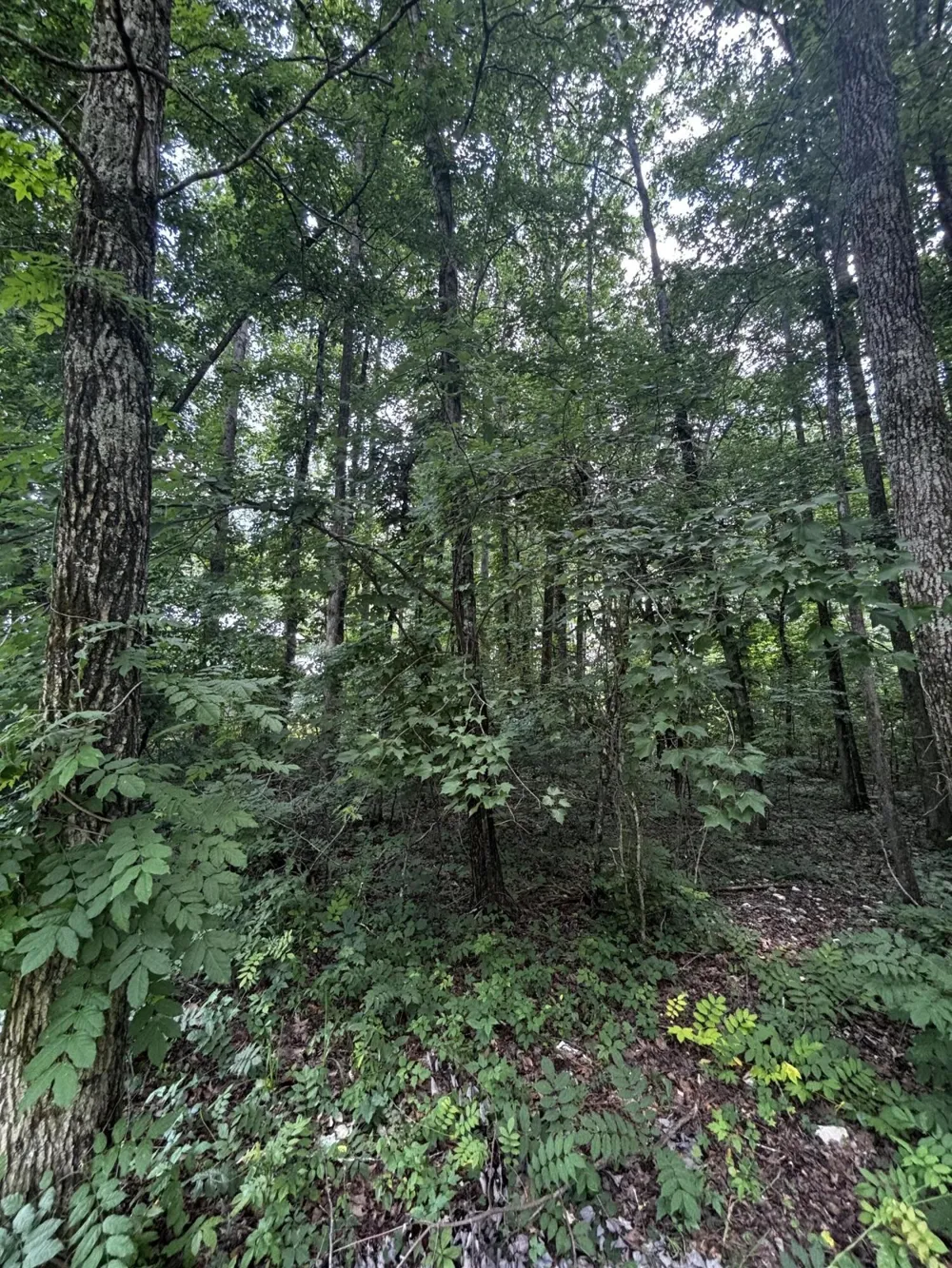 63 Sunset Bluff Way Monteagle, TN 37356